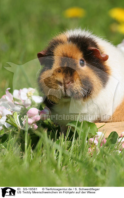 US Teddy Meerschweinchen im Frhjahr auf der Wiese / SS-18581