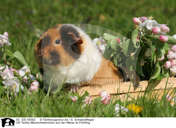 US Teddy Meerschweinchen auf der Wiese im Frhling / SS-18582