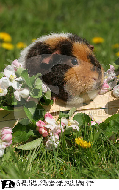 US Teddy Meerschweinchen auf der Wiese im Frhling / SS-18586