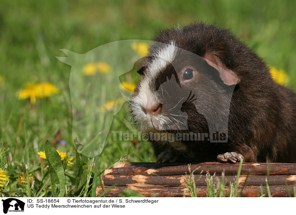 US Teddy Meerschweinchen auf der Wiese / US Teddy guinea pig in the meadow / SS-18654