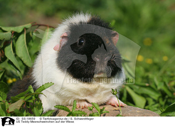US Teddy Meerschweinchen auf der Wiese / US Teddy Guinea Pig in the meadow / SS-18659