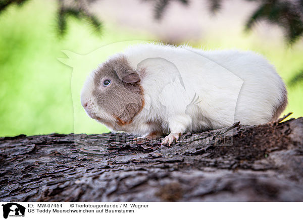 US Teddy Meerschweinchen auf Baumstamm / US Teddy guinea pig on tree trunk / MW-07454