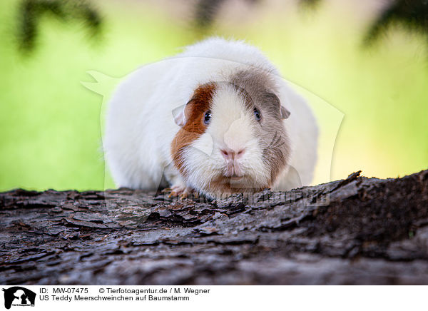 US Teddy Meerschweinchen auf Baumstamm / US Teddy guinea pig on tree trunk / MW-07475