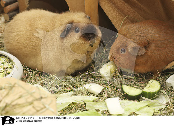 2 Meerschweinchen / 2 guinea pigs / KJ-03447