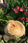 US-Teddy Meerschwein im Garten