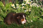 US-Teddy Meerschwein auf Wiese