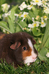 US-Teddy Meerschwein im Garten