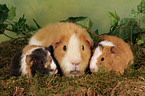 US-Teddy Meerschwein Familie