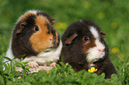 2 se US Teddy Meerschweinchen auf der Wiese