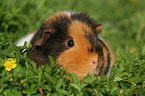 US Teddy Meerschweinchen auf der Wiese