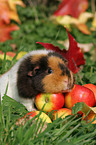 US Teddy Meerschweinchen im Herbst