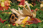 US Teddy Meerschweinchen im Herbst