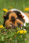 US Teddy Meerschweinchen auf einer Blumenwiese