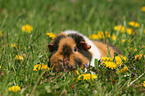 US Teddy Meerschweinchen auf einer Blumenwiese