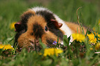 US Teddy Meerschweinchen auf einer Blumenwiese