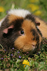 US Teddy Meerschweinchen auf der Wiese