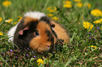 US Teddy Meerschweinchen auf einer Blumenwiese