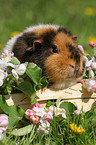 US Teddy Meerschweinchen im Frhjahr auf der Wiese