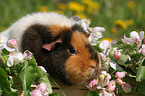 US Teddy Meerschweinchen im Frhjahr auf der Wiese