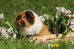 US Teddy Meerschweinchen auf der Wiese im Frhling