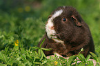 US Teddy Meerschweinchen auf der Wiese