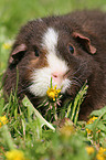 US Teddy Meerschweinchen auf der Wiese