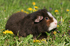 US Teddy Meerschweinchen auf der Wiese