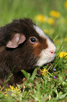 US Teddy Meerschweinchen auf der Wiese