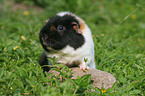 US Teddy Meerschweinchen auf der Wiese