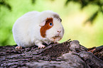 US Teddy Meerschweinchen auf Baumstamm