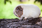 US Teddy Meerschweinchen auf Baumstamm