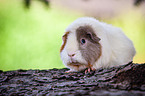 US Teddy Meerschweinchen auf Baumstamm