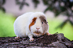 US Teddy Meerschweinchen auf Baumstamm