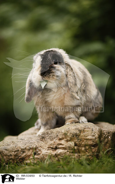 Widder / RR-53950