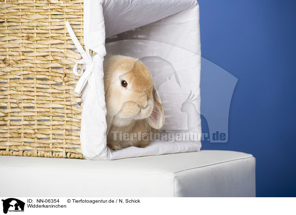 Widderkaninchen / lop-eared rabbit / NN-06354
