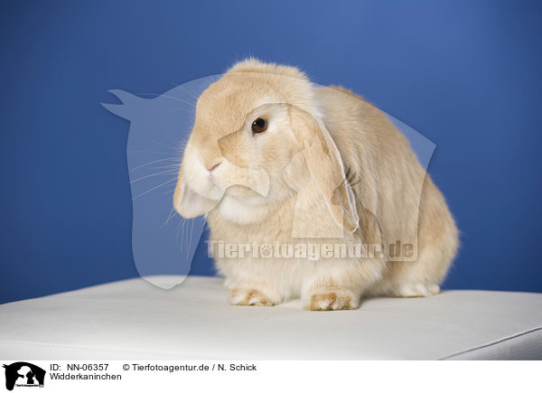 Widderkaninchen / lop-eared rabbit / NN-06357