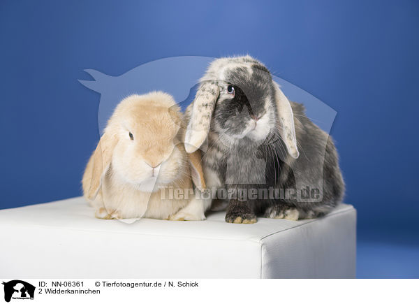 2 Widderkaninchen / 2 lop-eared rabbits / NN-06361