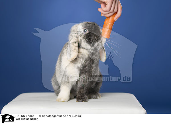 Widderkaninchen / lop-eared rabbit / NN-06366