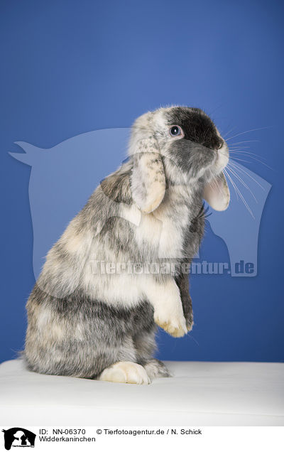 Widderkaninchen / lop-eared rabbit / NN-06370