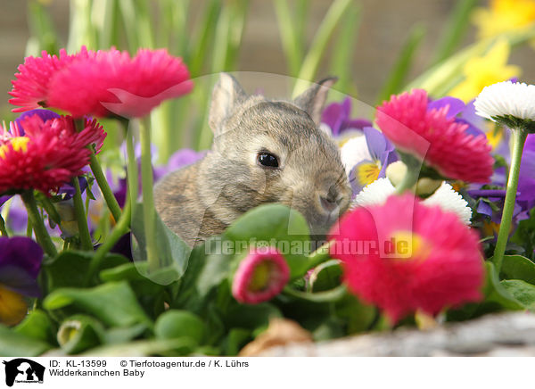 Widderkaninchen Baby / lop-eared rabbit baby / KL-13599
