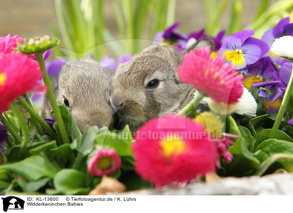 Widderkaninchen Babies / lop-eared rabbit babies / KL-13600