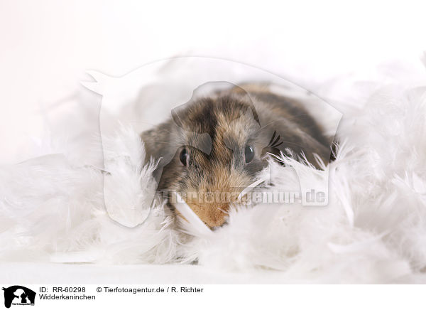 Widderkaninchen / lop rabbit / RR-60298