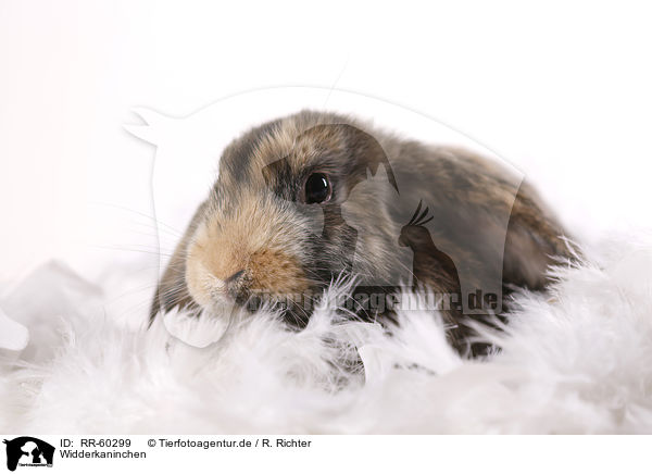 Widderkaninchen / lop rabbit / RR-60299