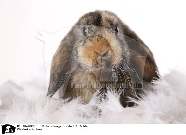 Widderkaninchen / lop rabbit / RR-60300