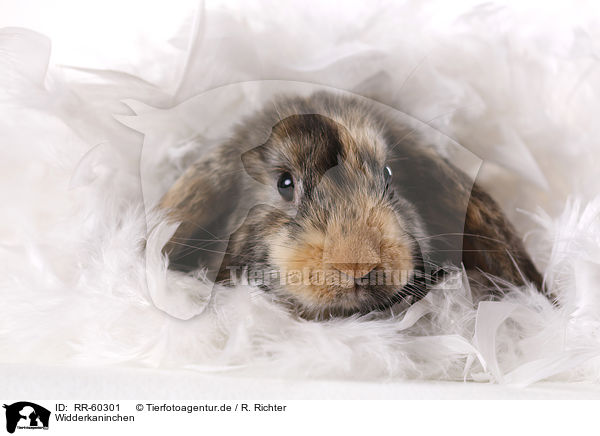 Widderkaninchen / lop rabbit / RR-60301