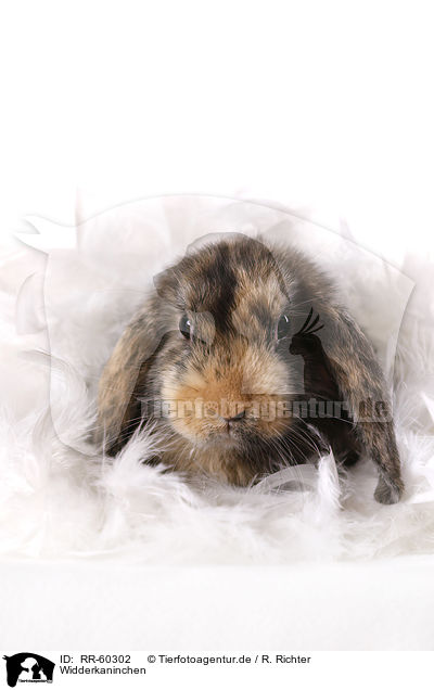 Widderkaninchen / lop rabbit / RR-60302