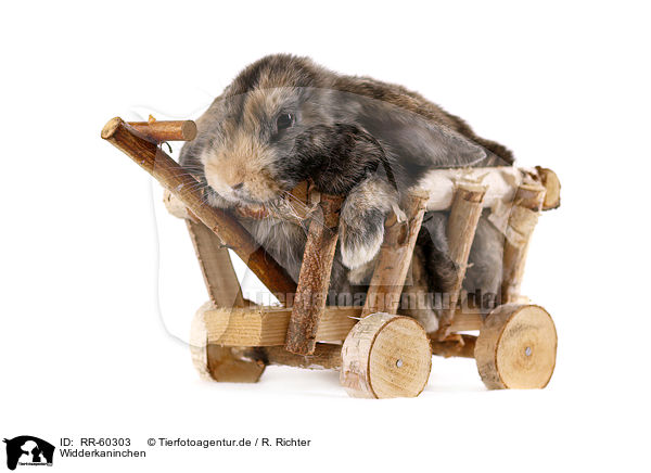 Widderkaninchen / lop rabbit / RR-60303