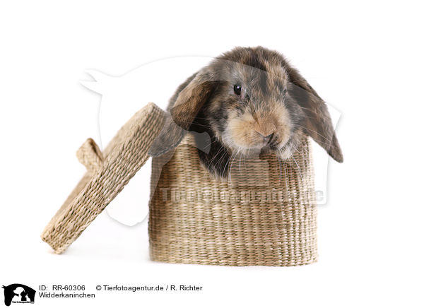 Widderkaninchen / lop rabbit / RR-60306