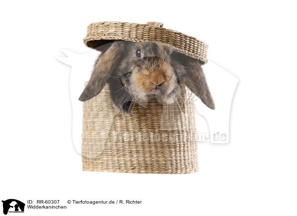 Widderkaninchen / lop rabbit / RR-60307