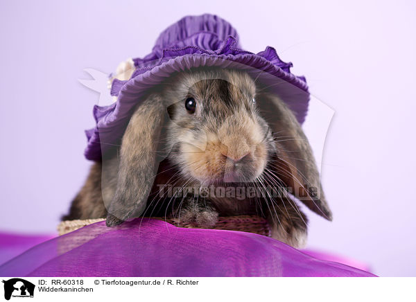 Widderkaninchen / lop rabbit / RR-60318